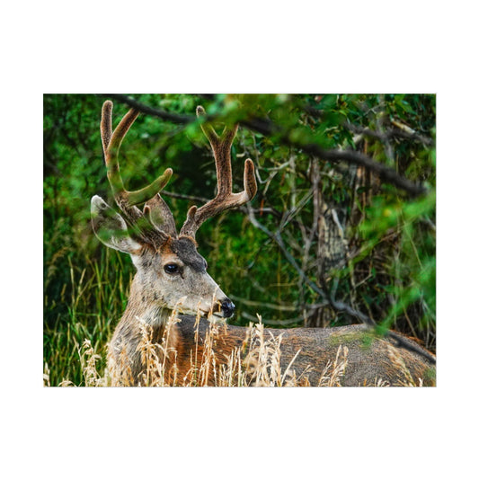 Cuchara Buck Rolled Posters | Wildlife Wall Art, Home Decor, Gift for Nature Lovers, Office Decor, Eco-Friendly Decor