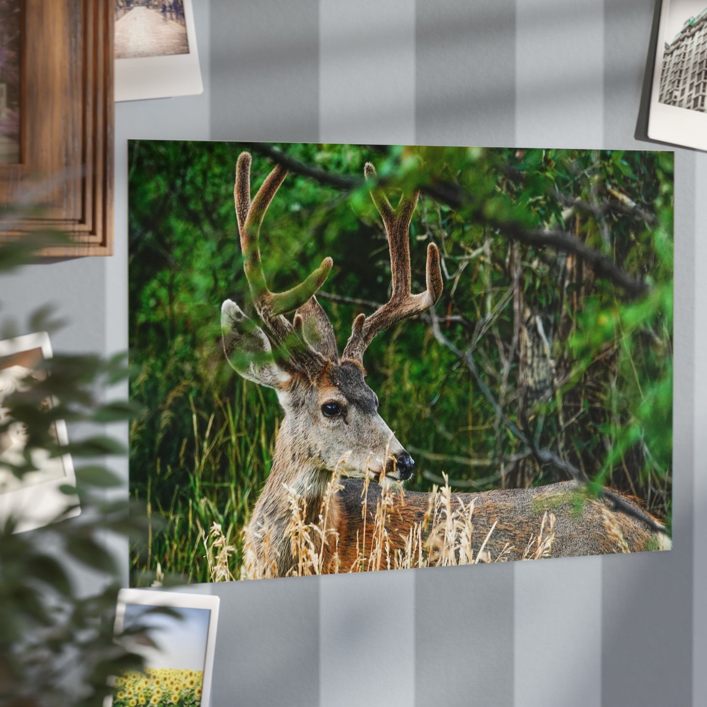 Nature-Inspired Unframed Print of The Cuchara Deer, Wildlife Wall Art, Rustic Home Decor, Gift for Animal Lovers, Nature Photography