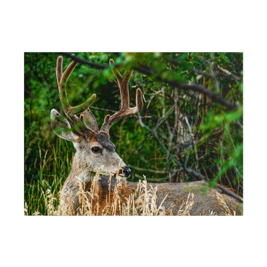 Cuchara Buck Rolled Posters | Wildlife Wall Art, Home Decor, Gift for Nature Lovers, Office Decor, Eco-Friendly Decor