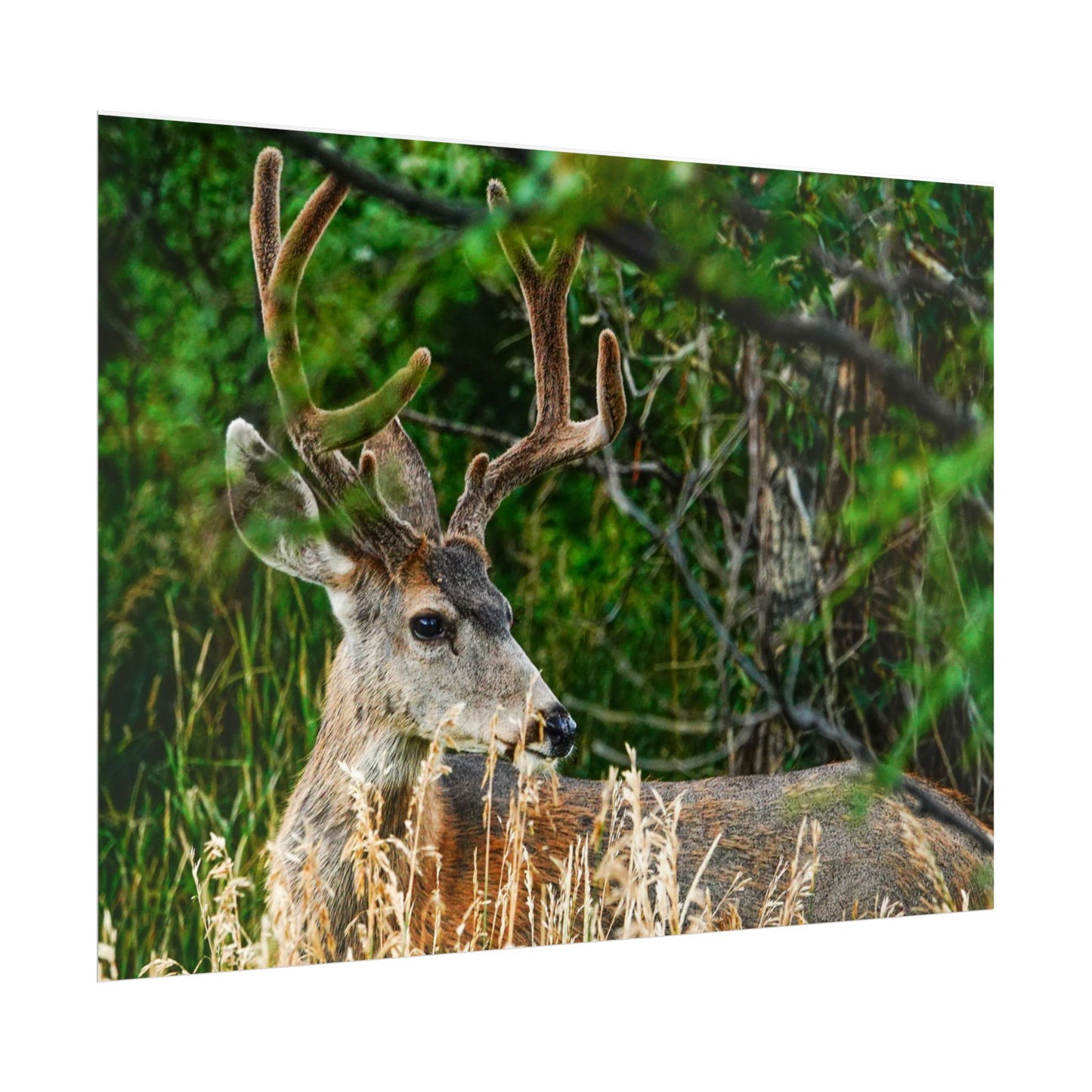 Cuchara Buck Rolled Posters | Wildlife Wall Art, Home Decor, Gift for Nature Lovers, Office Decor, Eco-Friendly Decor