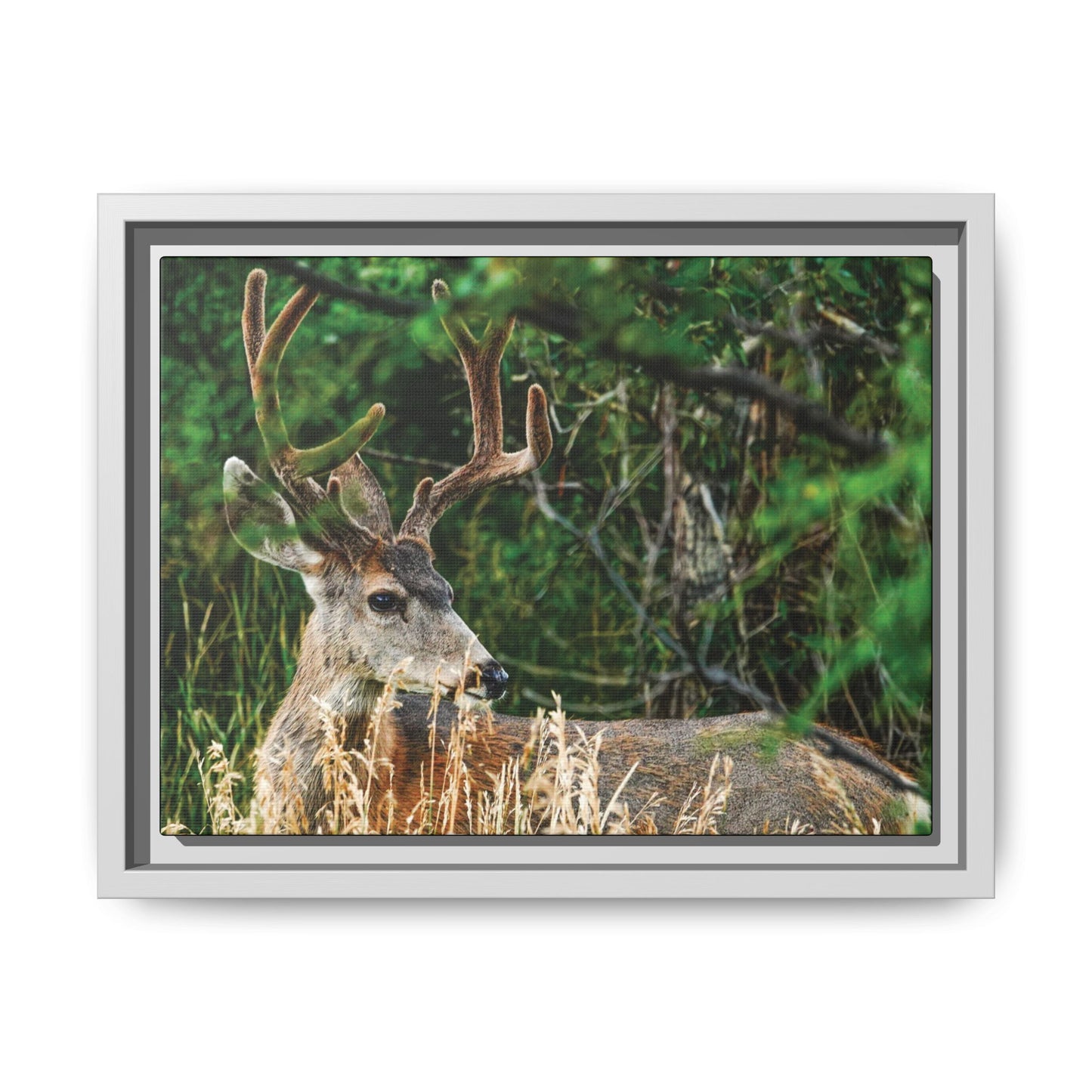 Framed Deer Wall Art, Rustic Home Decor, Nature Photography Print, Wildlife Gift, Cabin Art, Living Room Decoration