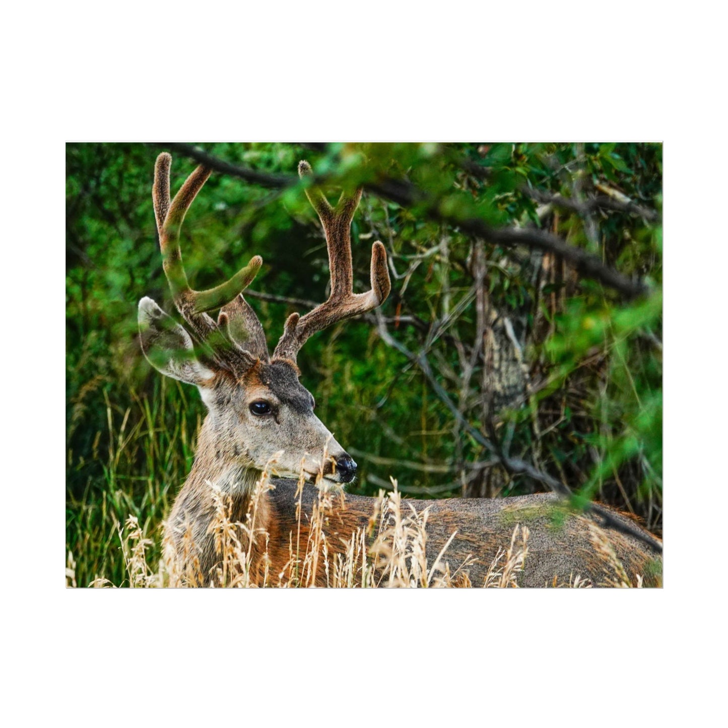 Cuchara Buck Rolled Posters | Wildlife Wall Art, Home Decor, Gift for Nature Lovers, Office Decor, Eco-Friendly Decor