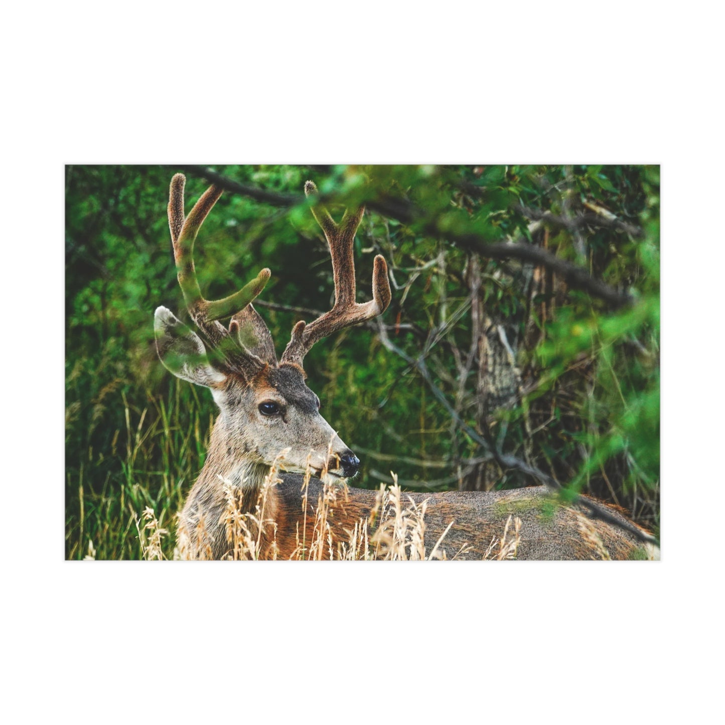 Nature-Inspired Unframed Print of The Cuchara Deer, Wildlife Wall Art, Rustic Home Decor, Gift for Animal Lovers, Nature Photography