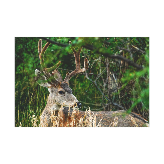 Nature-Inspired Unframed Print of The Cuchara Deer, Wildlife Wall Art, Rustic Home Decor, Gift for Animal Lovers, Nature Photography